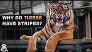 Why do Tigers Have Stripes, and Lions Don't?