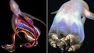 Incirrate vs. Cirrate Octopuses: What's The Difference?