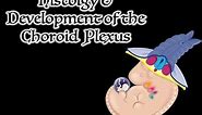 Histology and Development of the Choroid Plexus