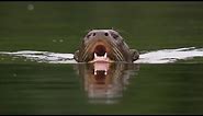 Otter Family Attacks Caiman! | BBC Earth