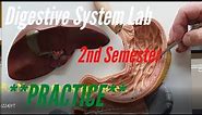 The Digestive System: Practice Video for A&P Lab, 2nd Semester. Anatomy and Physiology