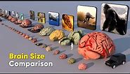 Brain Size Comparison 3D | Biggest Brain | Fictional Brain