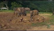 Baby elephant mud bath (Crazy mud fun) - ElephantNews
