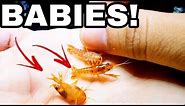 The World's Smallest Colorful Pet Baby Lobster!