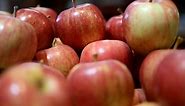 There are 2,500 varieties of apples in the U.S. Here's why — and a guide to the best