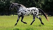 Legendary Design Friesian leopard Appaloosa Sport Horse