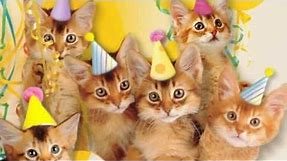 Cute Cats Sing "Happy Birthday"