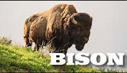 All About American Bison (aka Buffalo) for Kids - Animal Videos for Children - FreeSchool