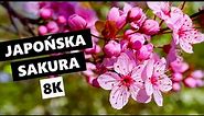 Japońska sakura [8K] | sakura, Japonia, kwiaty wiśni, Kraj Kwitnącej Wiśni, ptaki, Azja, wiosna