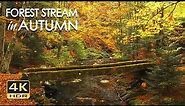 4K HDR Autumn Stream - Leaves Fall in Colorful Autumn Forest - Relaxation & Sleep Sounds - 10 Hours