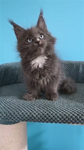 Ulyana Maine Coon Blue Female