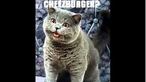 I can has cheezburger?