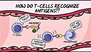 Q & A: How do T-cells recognize antigens?