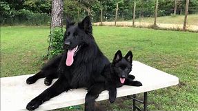 Solid black German Shepherd puppy for sale
