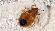 How to Tell if You Have Bed Bugs or Carpet Beetles | Illinois | Indiana