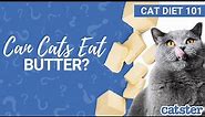 Can Cats Eat Butter? Cat expert explains!