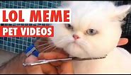 Funny Pet Meme Animal Video Compilation 2016
