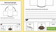 Stick Insect Life Cycle Sentence Writing Worksheet