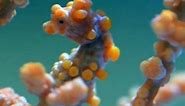 Science Today: Pygmy Seahorses | California Academy of Sciences