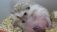 Hedgehog giving birth 刺猬 生產 生仔