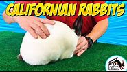 Californian Rabbits by Darrell Howe