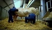 NATIONAL GEOGRAPHIC- Meet the Super Cow