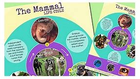 Mammal Life Cycle Display Poster