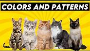 The Ultimate Guide to Cat Colors: Discover These Mesmerizing Patterns!