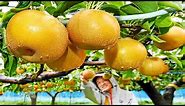 World's Most Expensive Pear - Awesome Japan Agriculture Technology Farm - Japanese Pear Farm