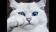 10 Of The Most Beautiful Cats In The World