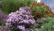 Looking for Low-Maintenance Blooms? Try These Popular Flowering Shrubs