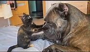 CATS AND DOGS Awesome Friendship - Funny Cat and Dog Vines COMBINATION