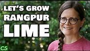How to Grow Rangpur Lime - Growth Needs, Pests and Disease and Harvest!
