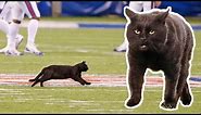 Cat on the Field Scores 50-Yd TD Run! 🐾