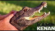 Feisty Dwarf Croc! World's Smallest Crocodile