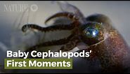 Baby Cephalopods' First Moments