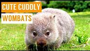Cuddly Baby Wombat Compilation