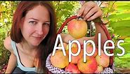 Apples: Collecting wild apples and why wild apples all taste different
