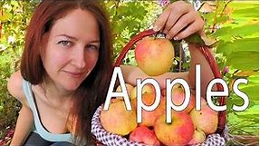 Apples: Collecting wild apples and why wild apples all taste different