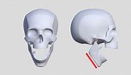 The Human Skull: Range of Motion of the Jaw bone - Buy Royalty Free 3D model by Shape Foundations (@VAA)