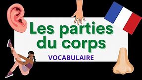 Les parties du corps | Parts of the body | French vocabulary