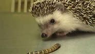 Hedgehog Eating a Superworm Exotic Pet Vet Unedited and Uncut Video