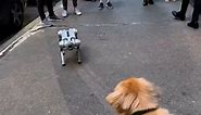 Friendly Golden Retriever plays with robot friend! 😂🐶