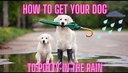10 Tips to Get Your Dog to Potty in the Rain