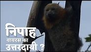 The Great Indian Fruit Bat :- fully flying mammal। पूरी तरह से उडनेवाला स्तनधारी