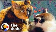 These Senior Cats Fell In Love During Retirement | The Dodo Cat Crazy