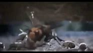 Hornet get jump by bees (meme)