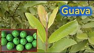 Guava plant (Psidium guajava) /nutrition facts/ health tips and Much more