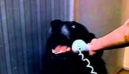 HELLO YES, THIS IS DOG