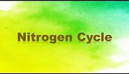 Nitrogen Cycle: Nitrogen Fixation, Nitrification, Assimilation, Ammonification, and Denitrification